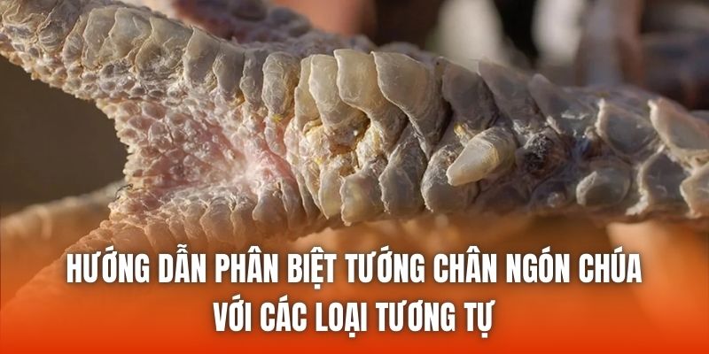 Hướng dẫn phân biệt tướng chân ngón chúa với các loại tương tự